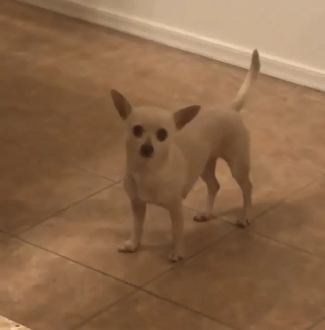 Lost dog in Phoenix, AZ, 85041