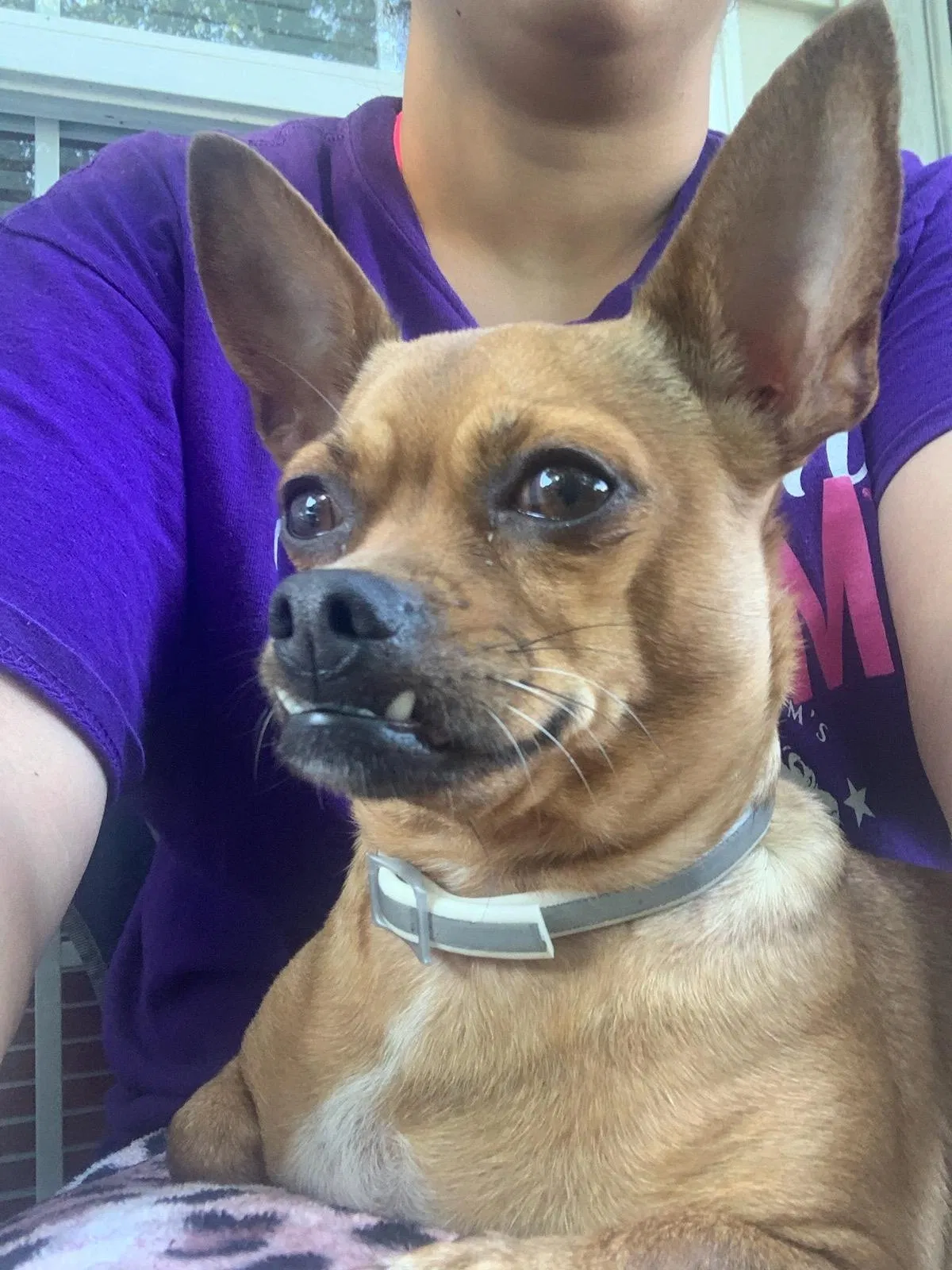 Lost dog in Greensboro, NC, 27406