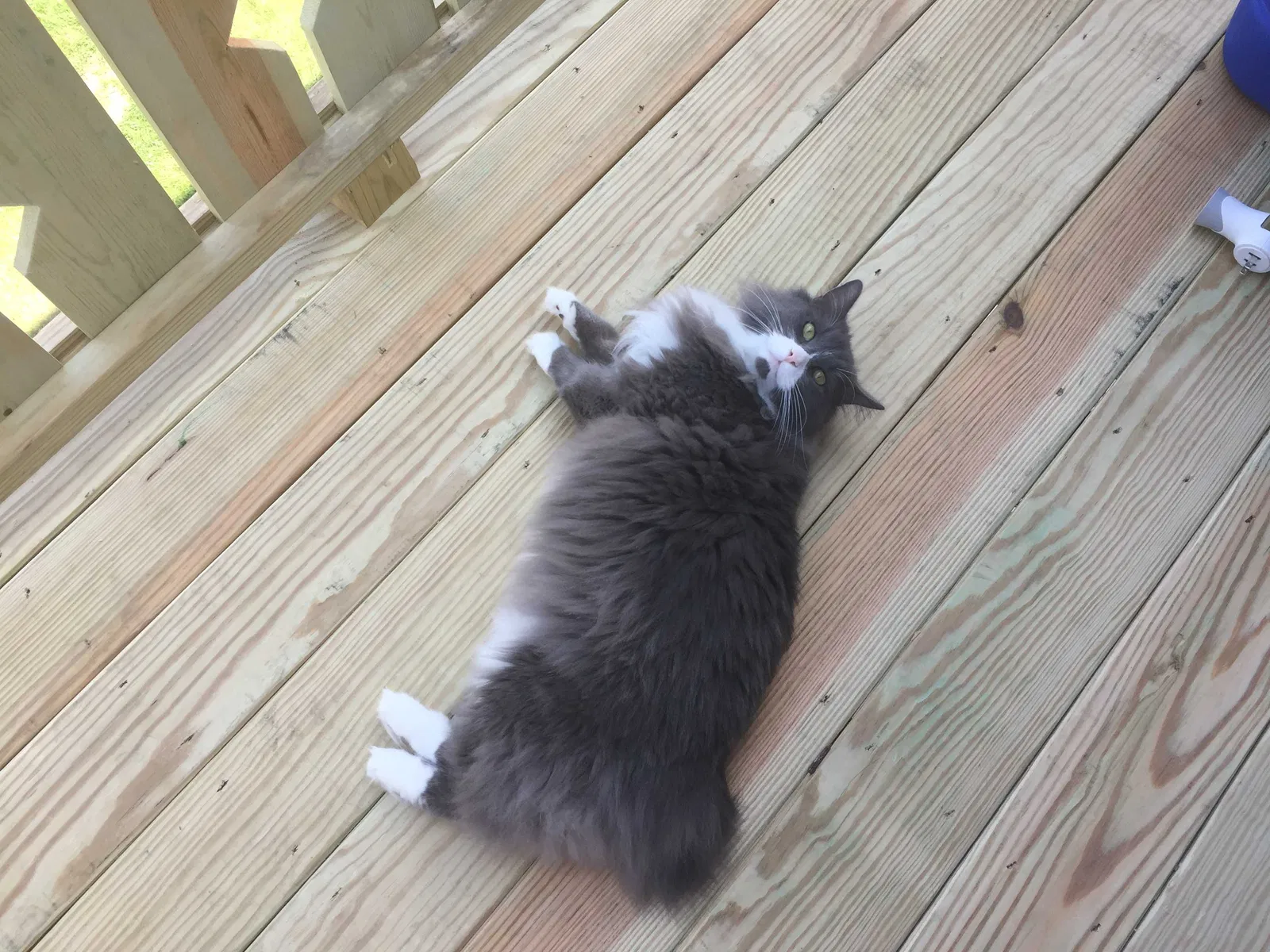 Lost cat in Whitelaw, WI, 54247