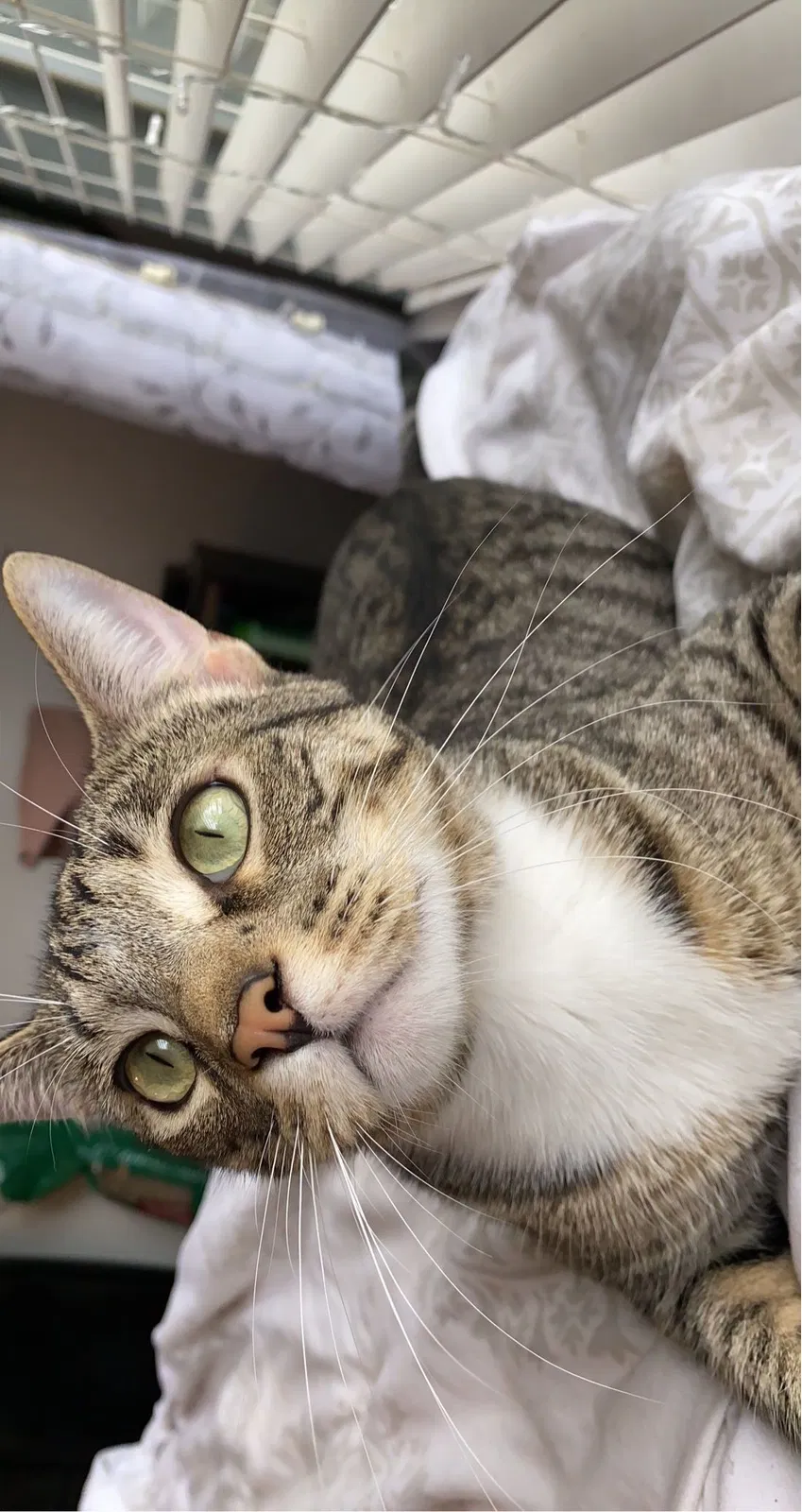 Lost cat in Cantonment, FL, 32533