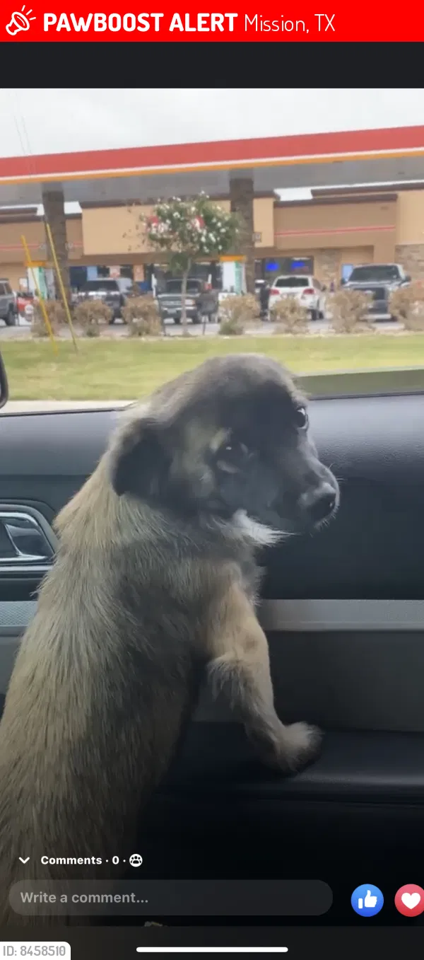 Lost dog in Mission, TX, 78573