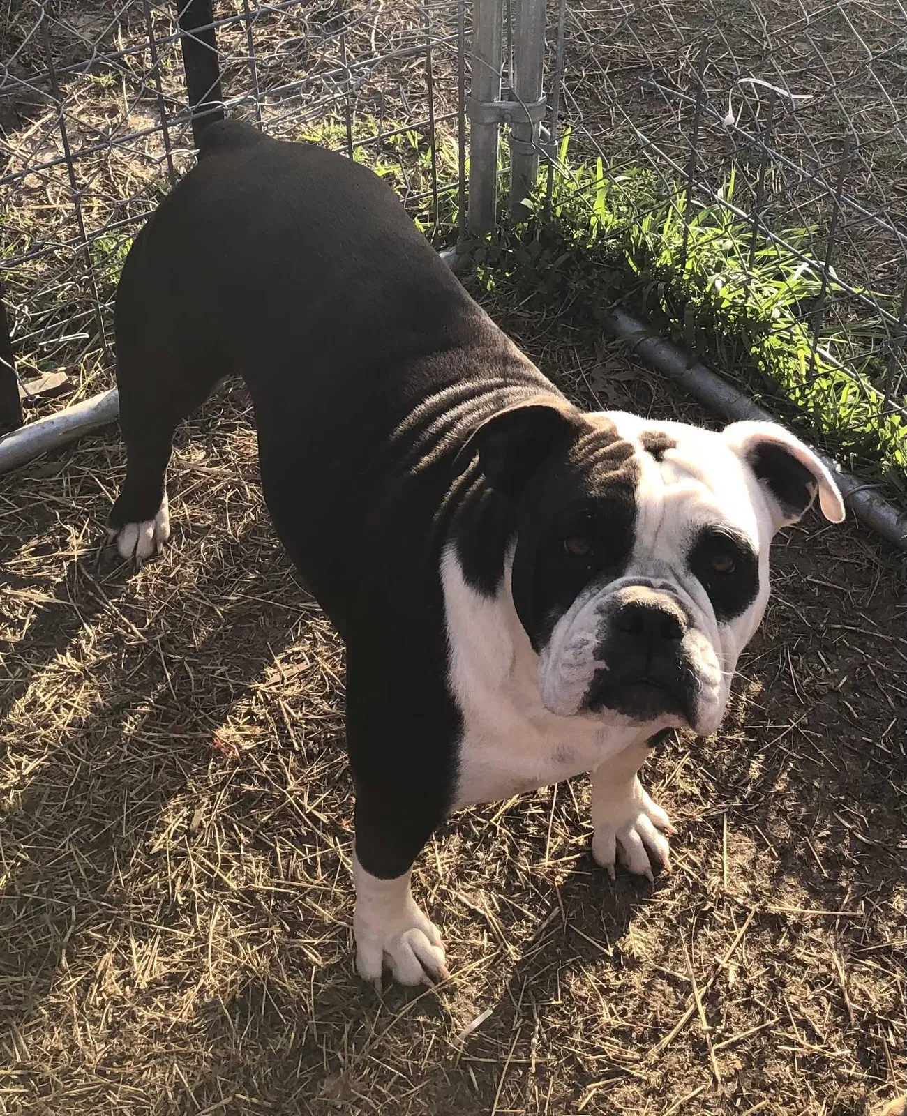Lost dog in Mesquite, TX, 75149