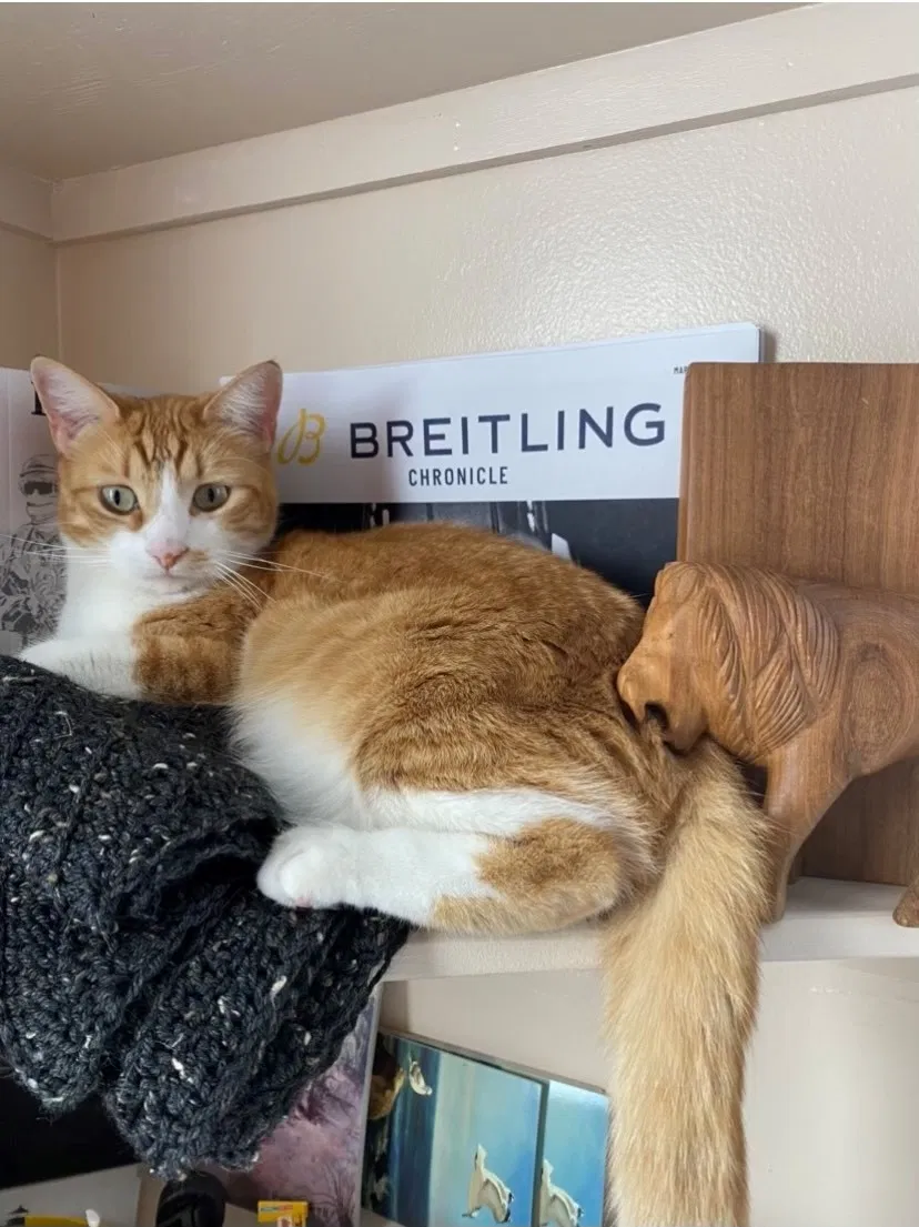 Lost cat in Whittier, CA, 90605