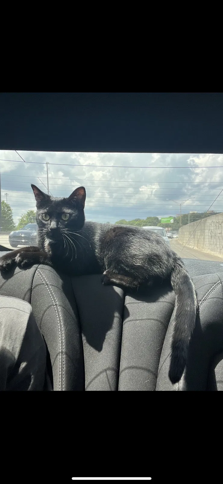 Lost cat in Atlanta, GA, 30315