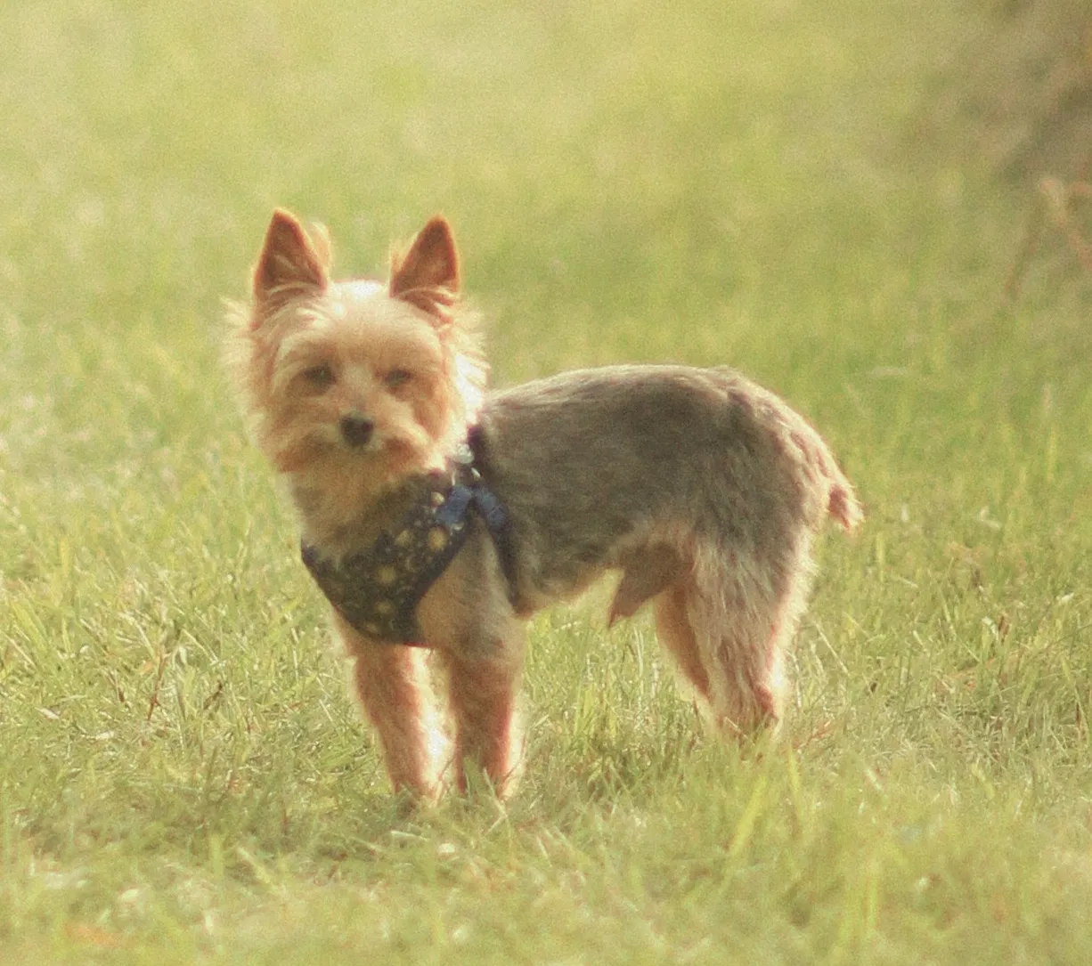 Lost dog in Minneapolis, MN, 55408