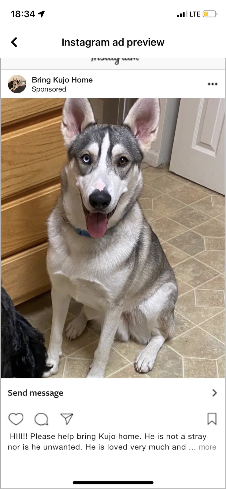 Lost dog in Pueblo, CO, 81001