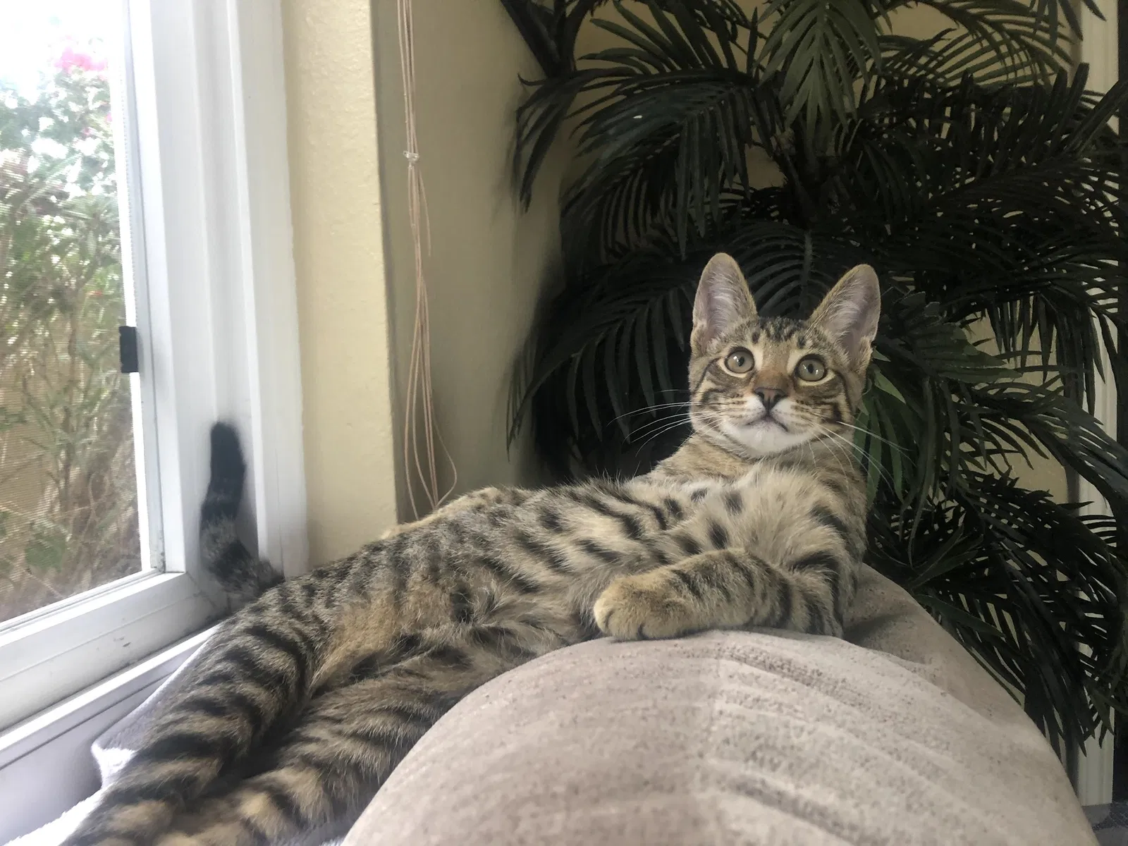 Lost cat in Huntington Beach, CA, 92646