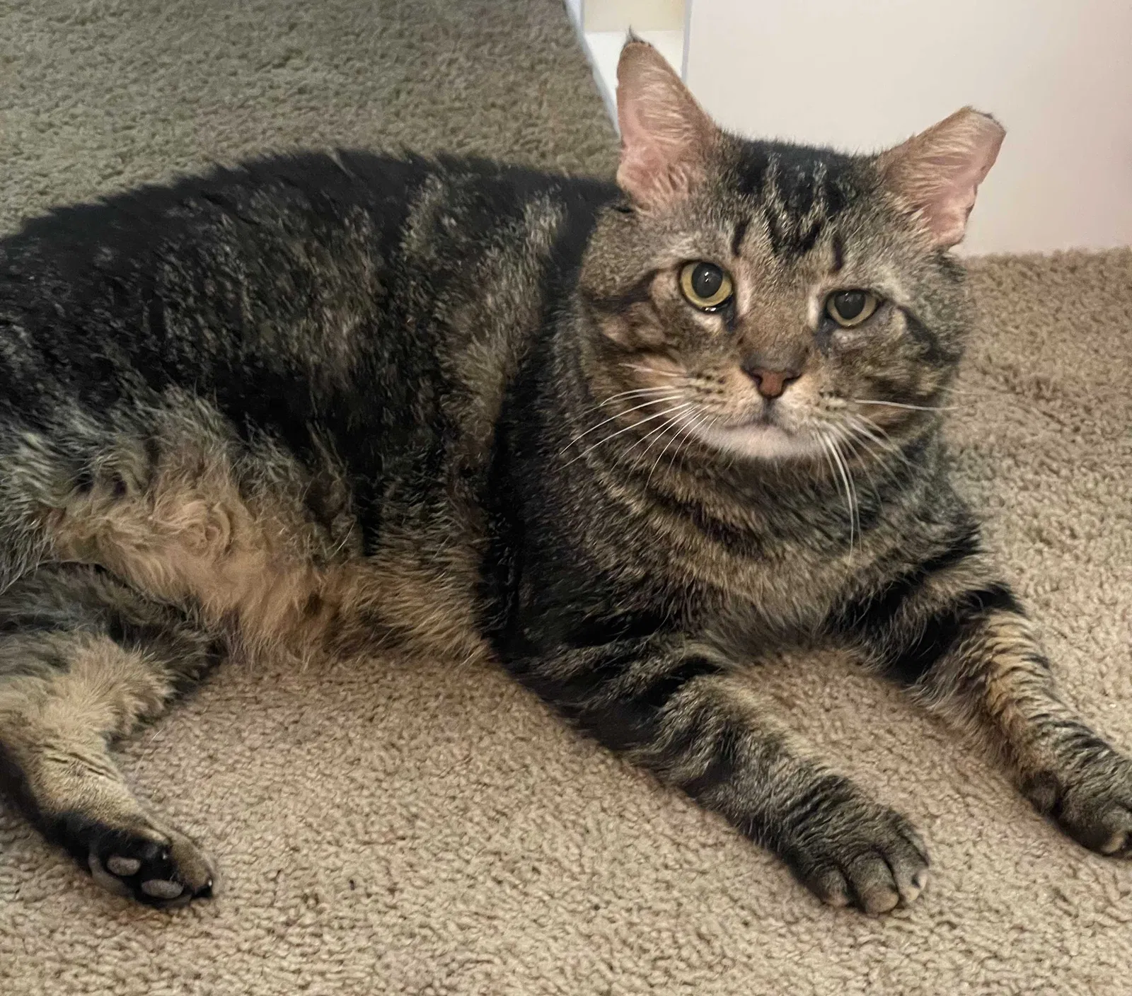 Lost cat in Scottsdale, AZ, 85255