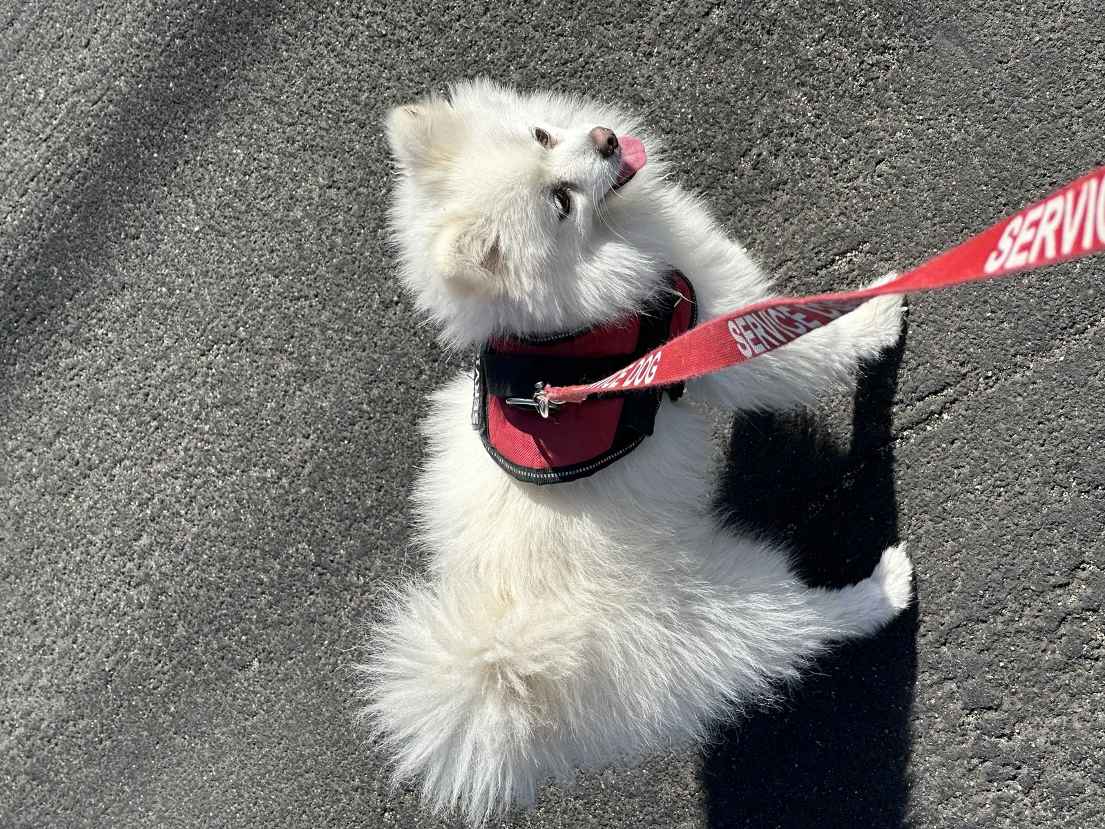 Lost dog in Reseda, CA, 91335