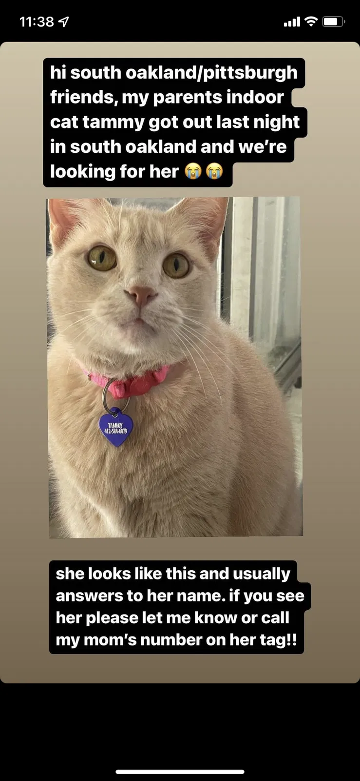 Lost cat in Pittsburgh, PA, 15213