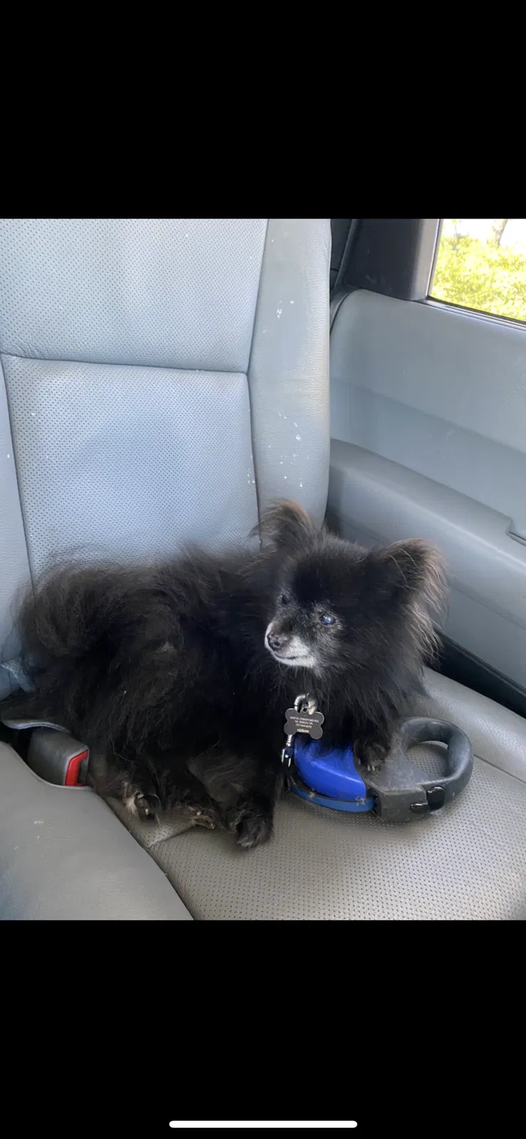 Lost dog in Virginia Beach, VA, 23456