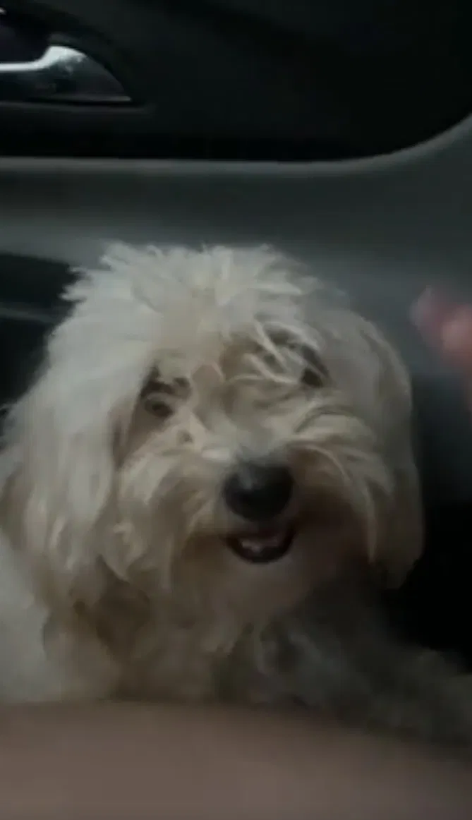 Lost dog in Tulsa, OK, 74133