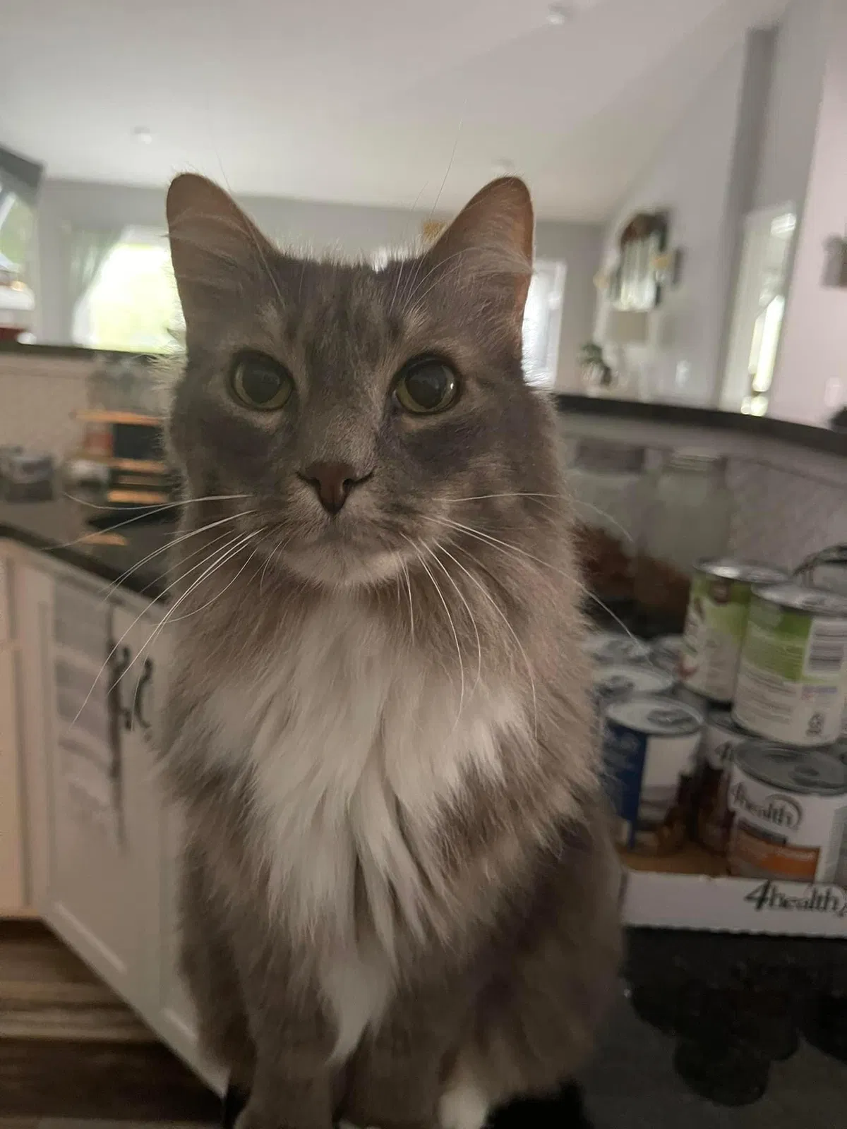 Lost cat in Watertown, MN, 55388