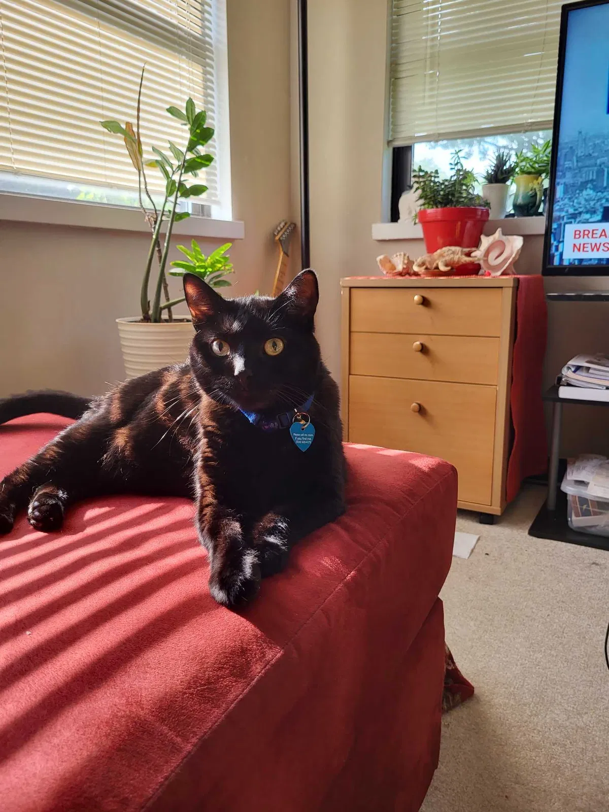 Lost cat in Saint Louis, MO, 63132