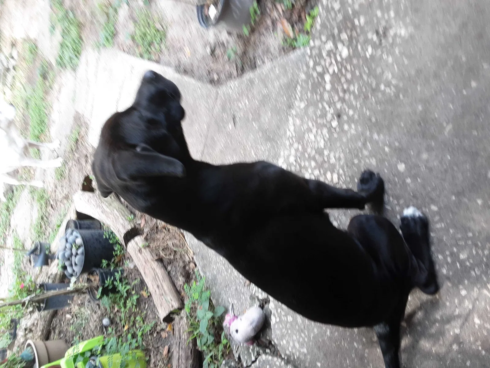 Lost dog in Lakeland, FL, 33810