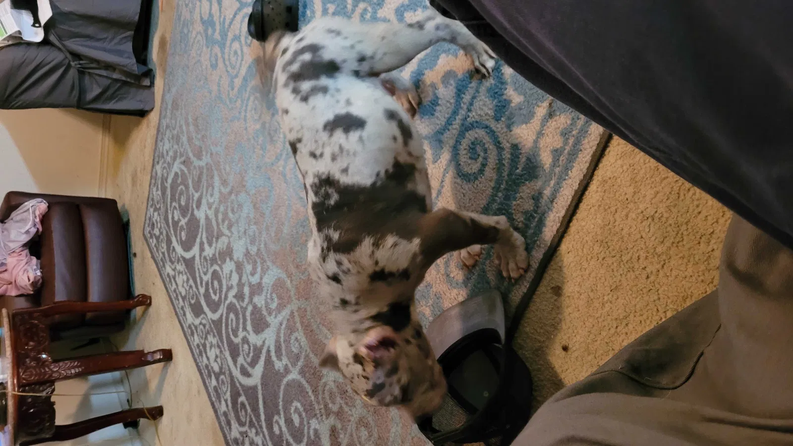 Lost dog in Charlotte, NC, 28214