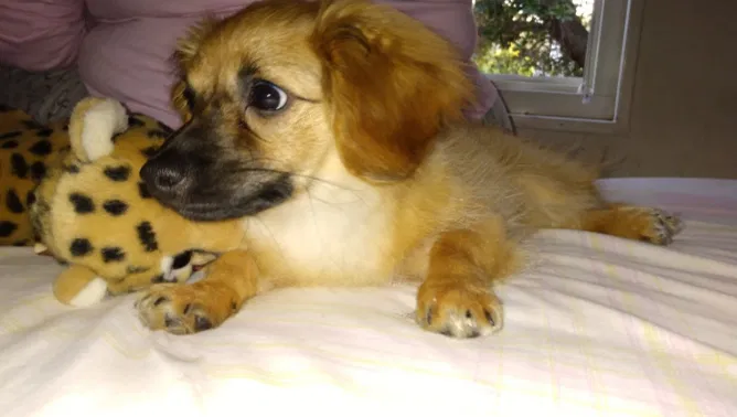 Lost dog in San Mateo, CA, 94403
