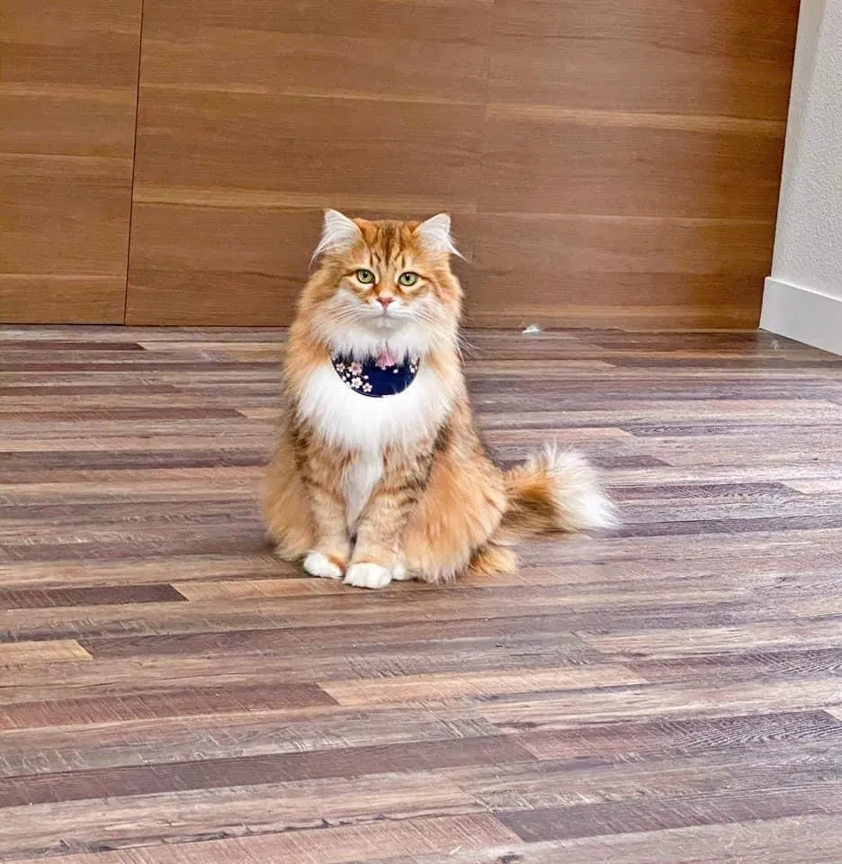 Lost cat in Issaquah, WA, 98027