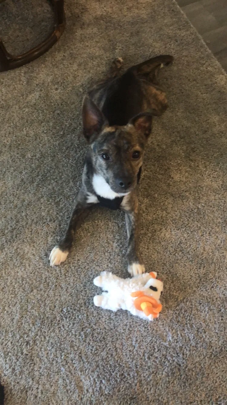 Lost dog in Knightdale, NC, 27545