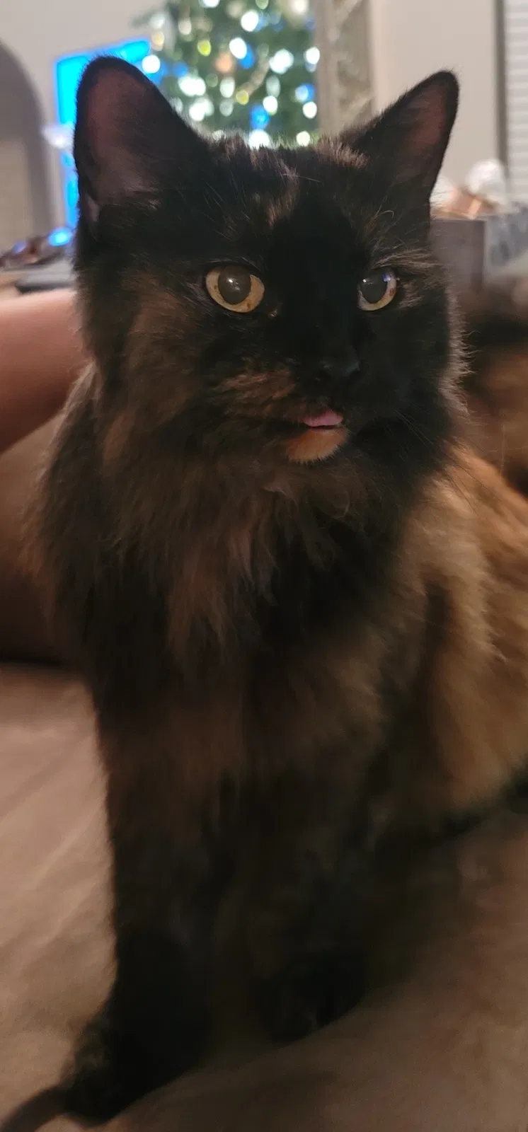 Lost cat in Dallas, TX, 75243