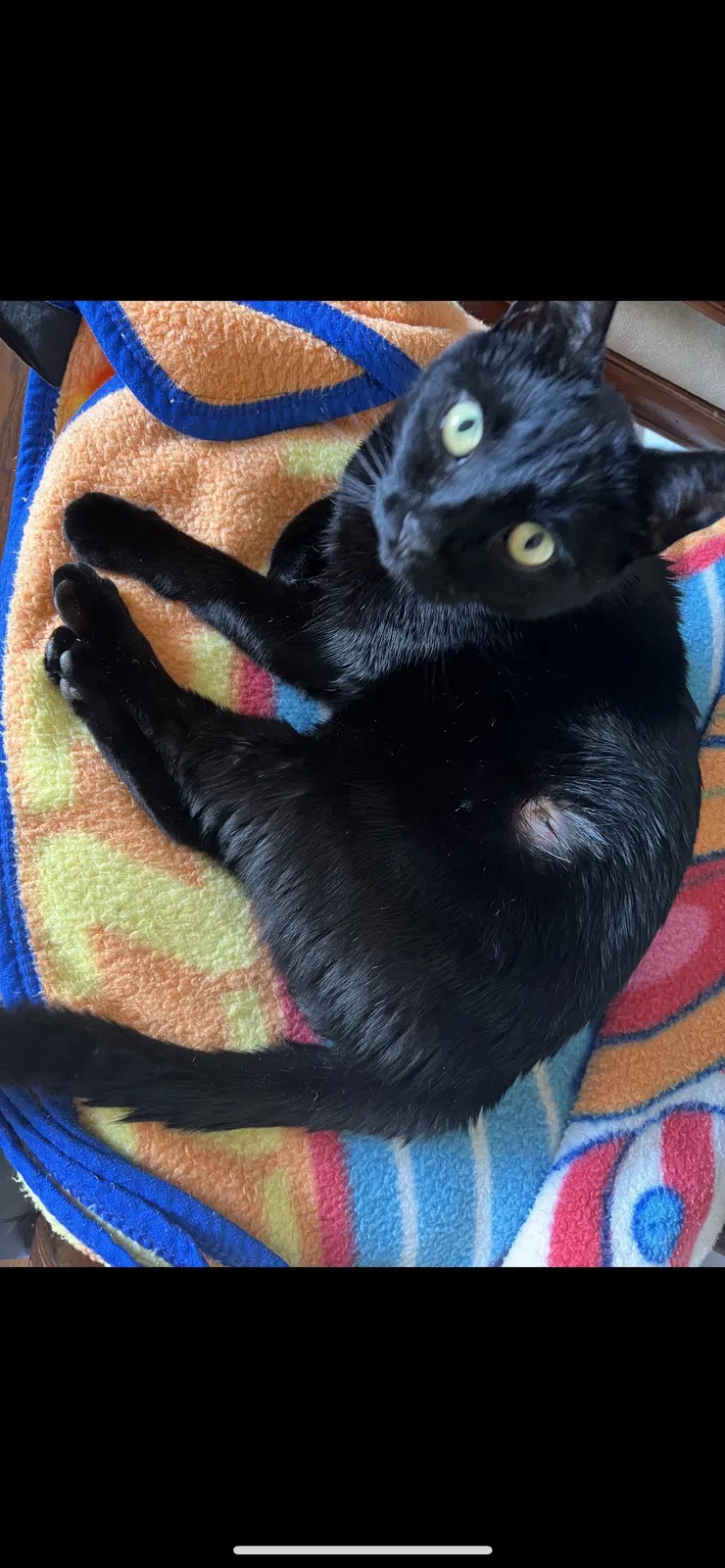 Lost cat in Matthews, NC, 28105