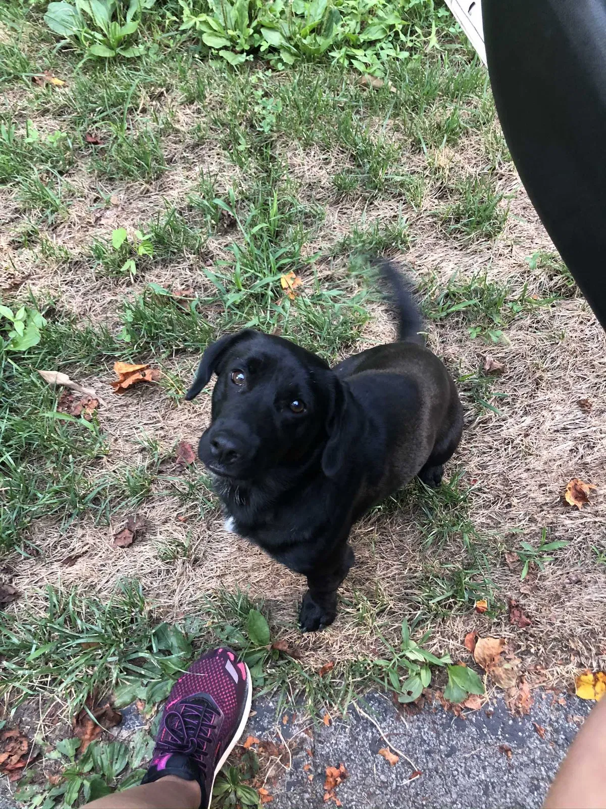 Lost dog in Whiteside, TN, 37396