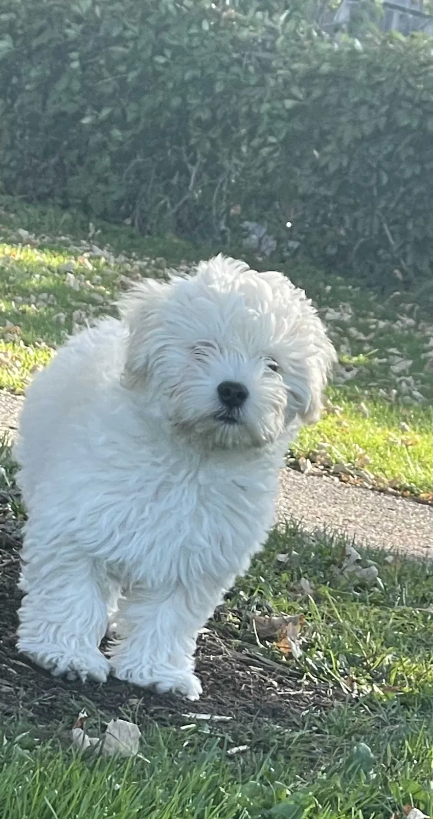 Lost dog in Denver, CO, 80249