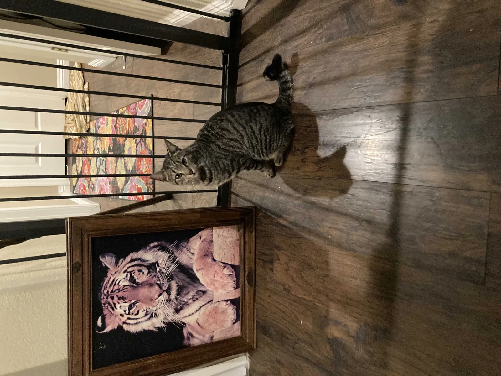 Lost cat in Antelope, CA, 95843