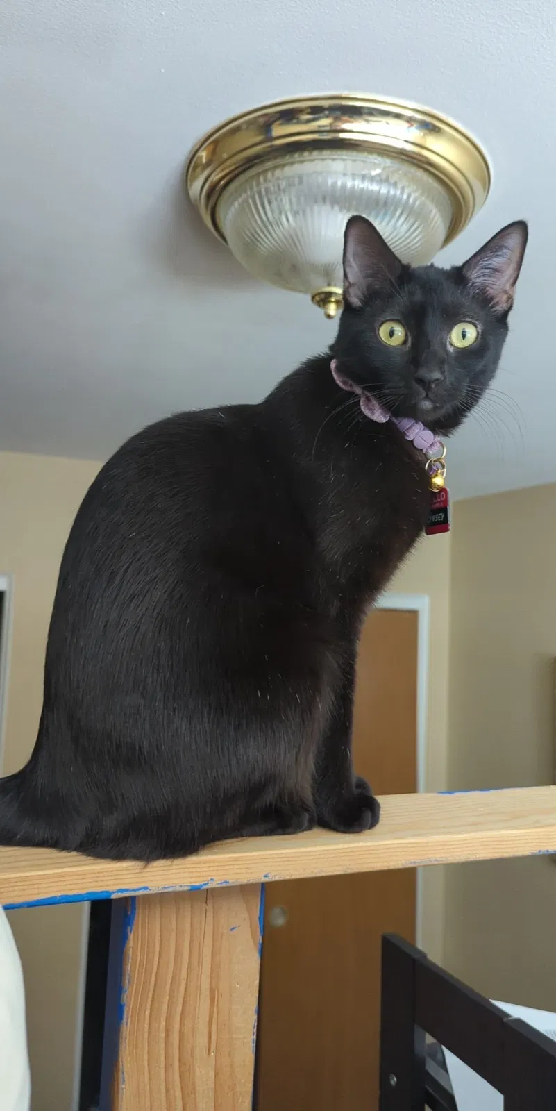 Lost cat in Golden, CO, 80401