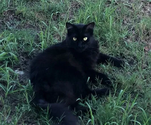 Lost cat in Dallas, TX, 75253