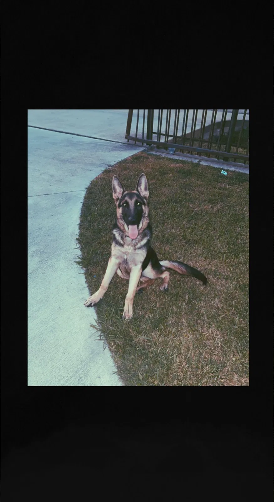 Lost dog in Houston, TX, 77075