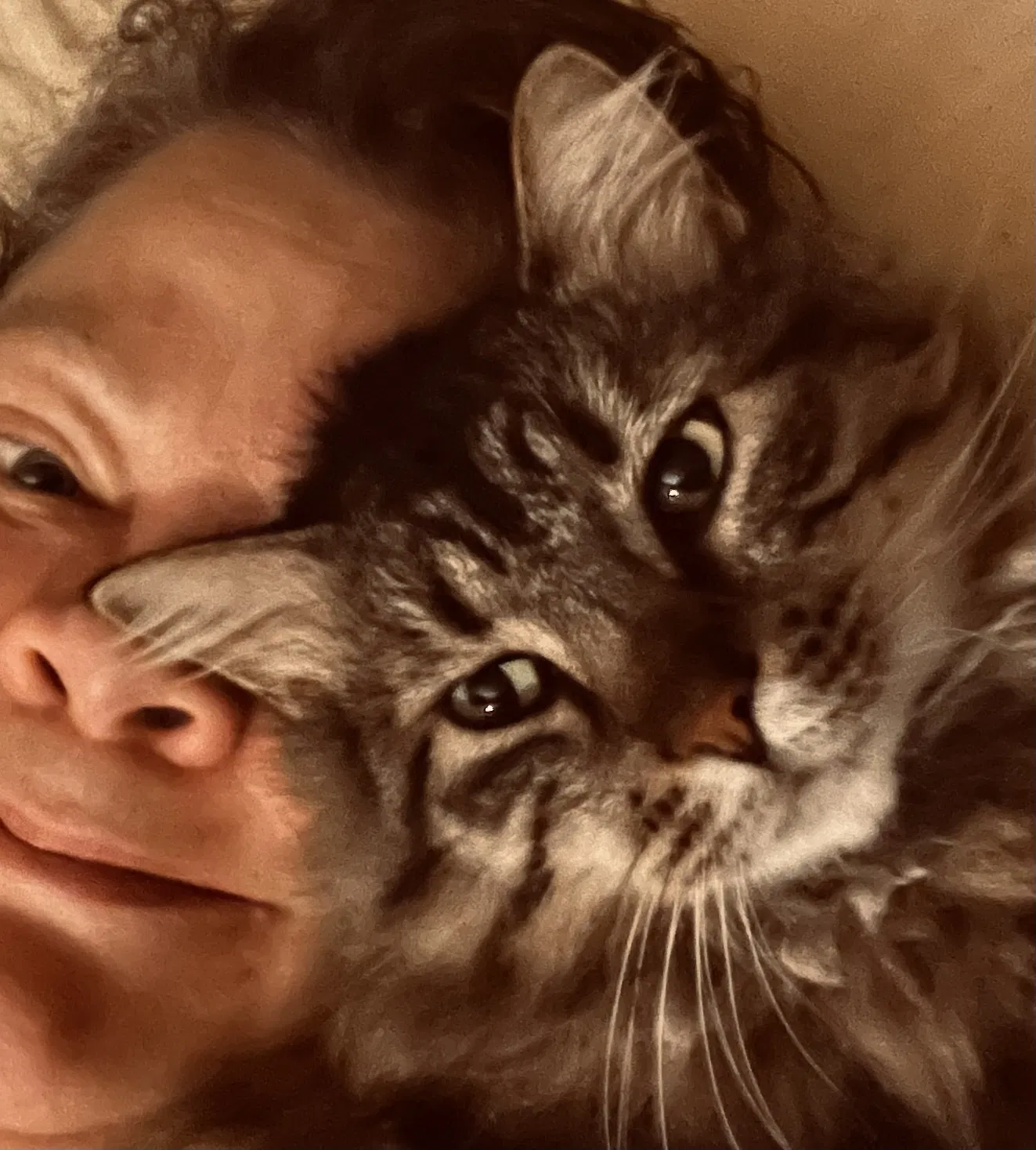 Lost cat in Iowa City, IA, 52240