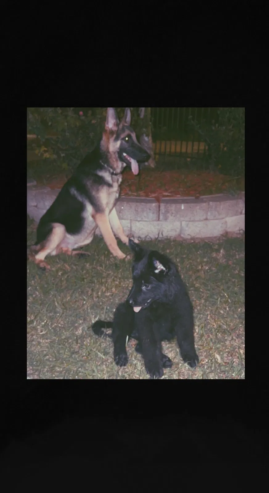 Lost dog in Houston, TX, 77075