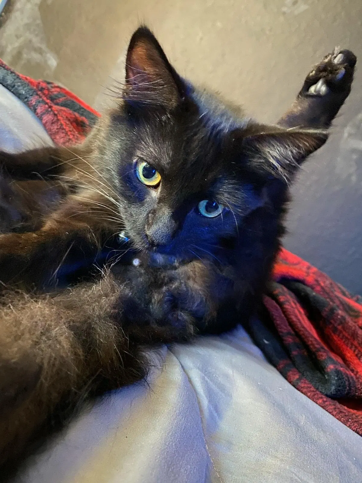 Lost cat in San Diego, CA, 92154