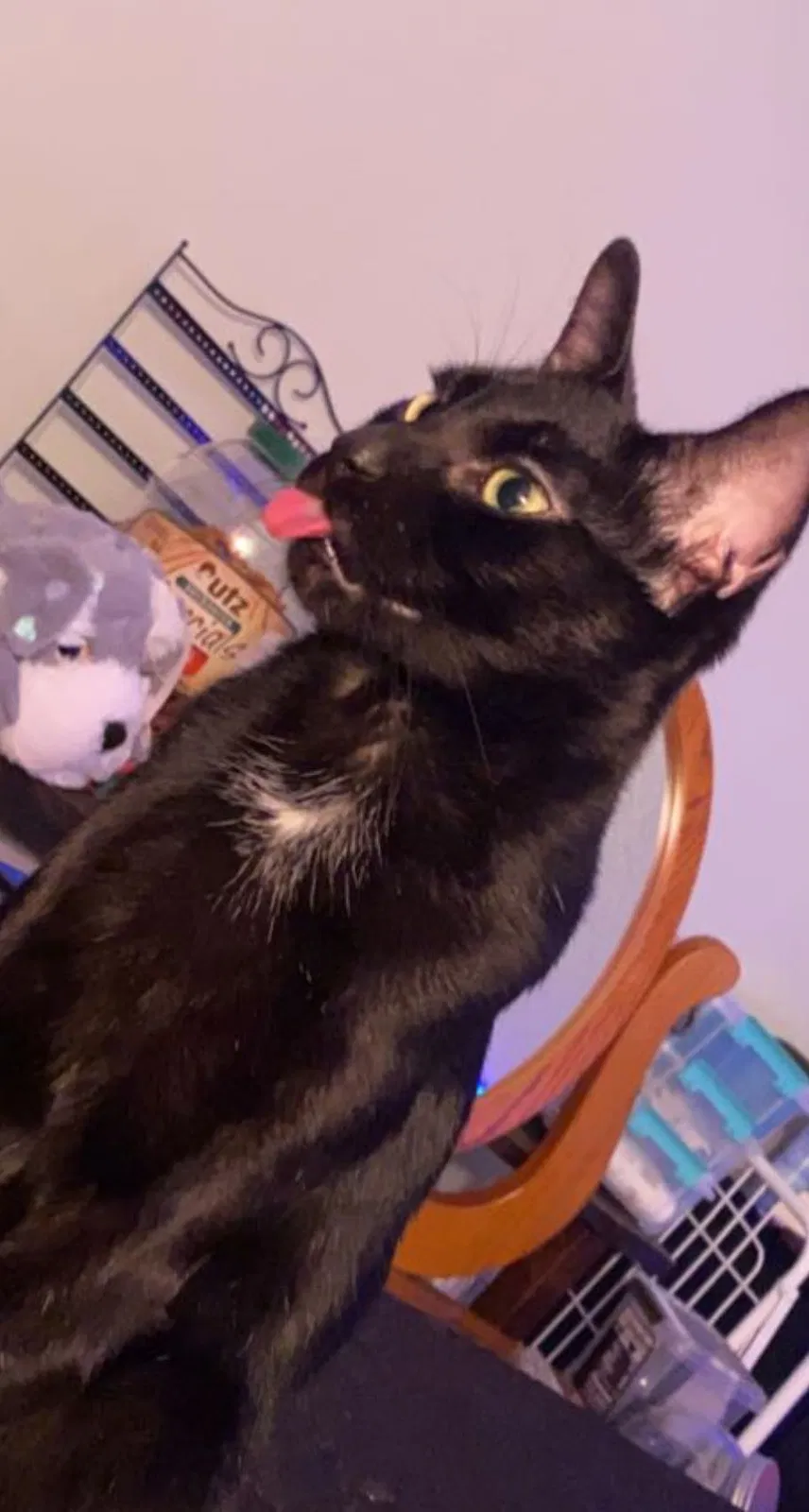 Lost cat in Leesburg, FL, 34748