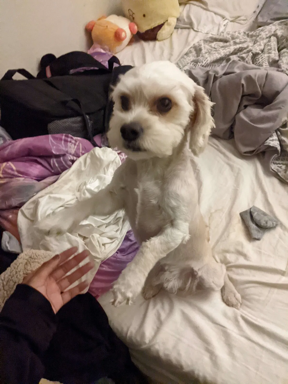 Lost dog in Converse, TX, 78109