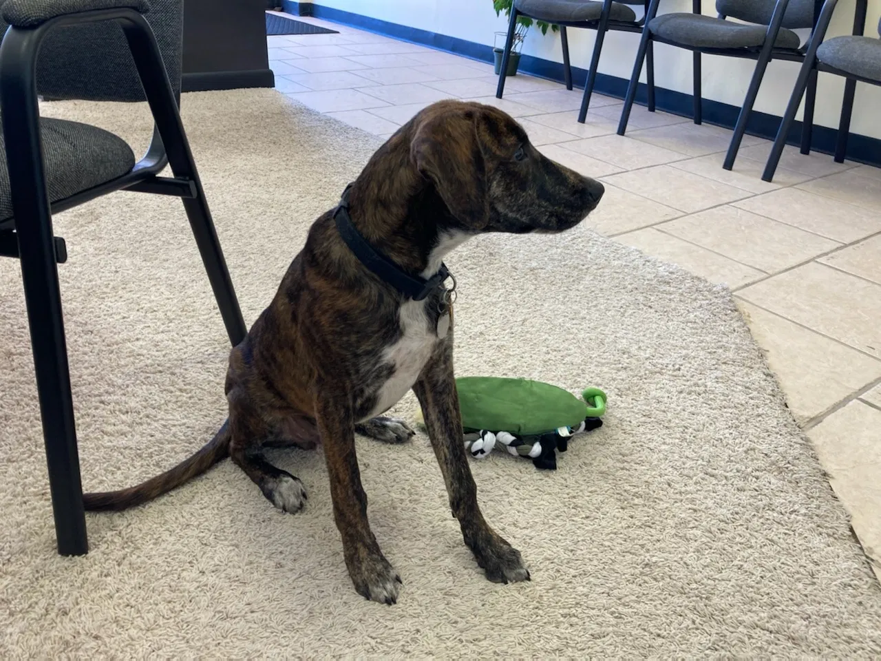 Lost dog in Bossier City, LA, 71111