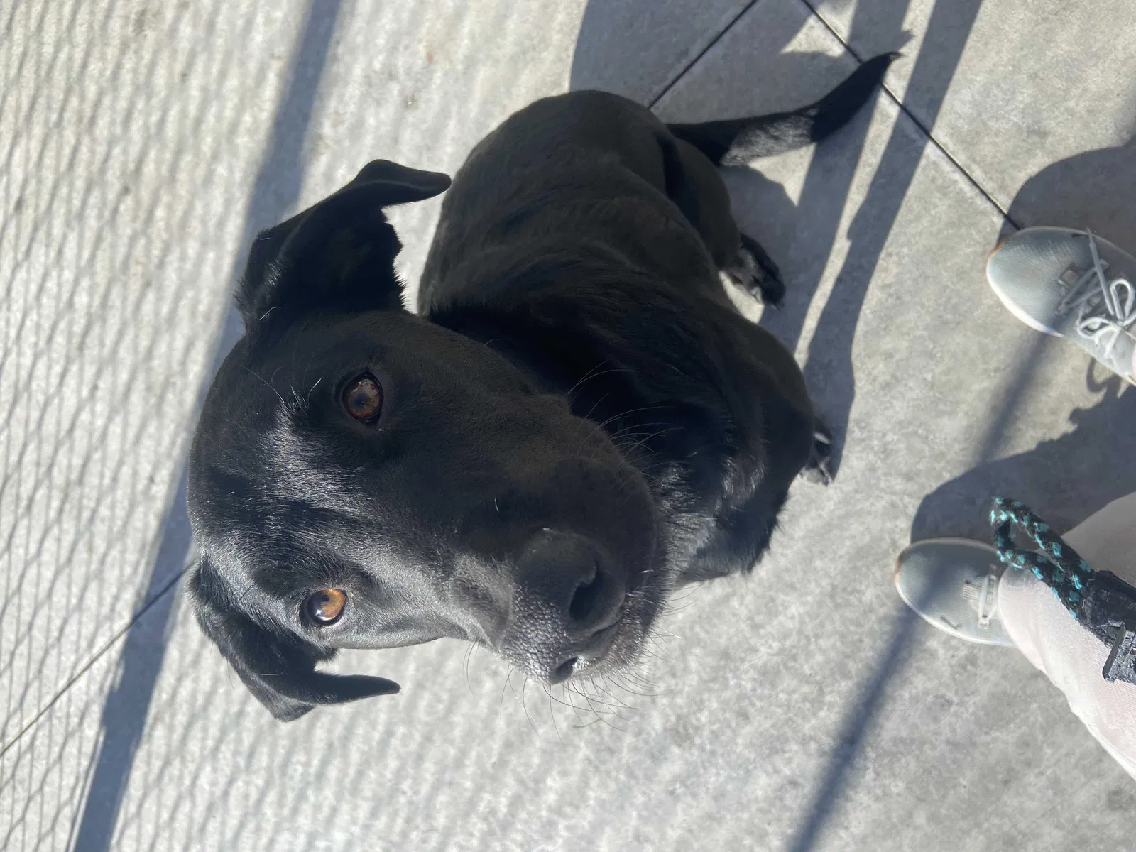 Lost dog in Salt Lake City, UT, 84128