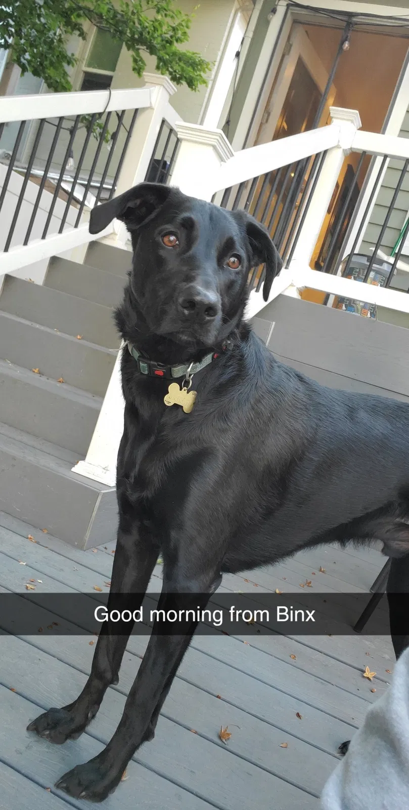 Lost dog in Salt Lake City, UT, 84128