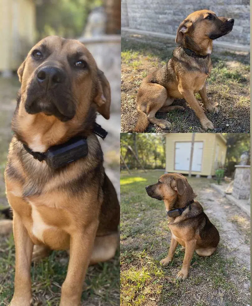 Lost dog in Houston, TX, 77088