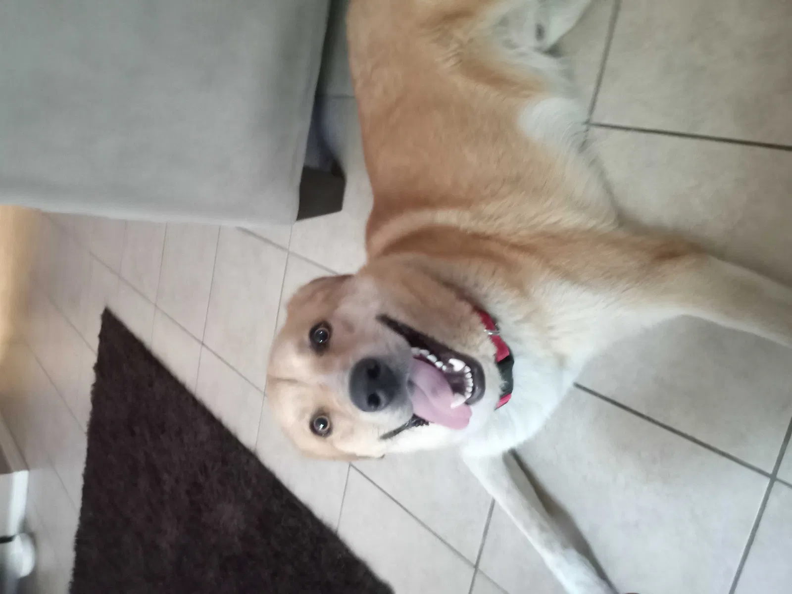 Lost dog in Grand Prairie, TX, 75052