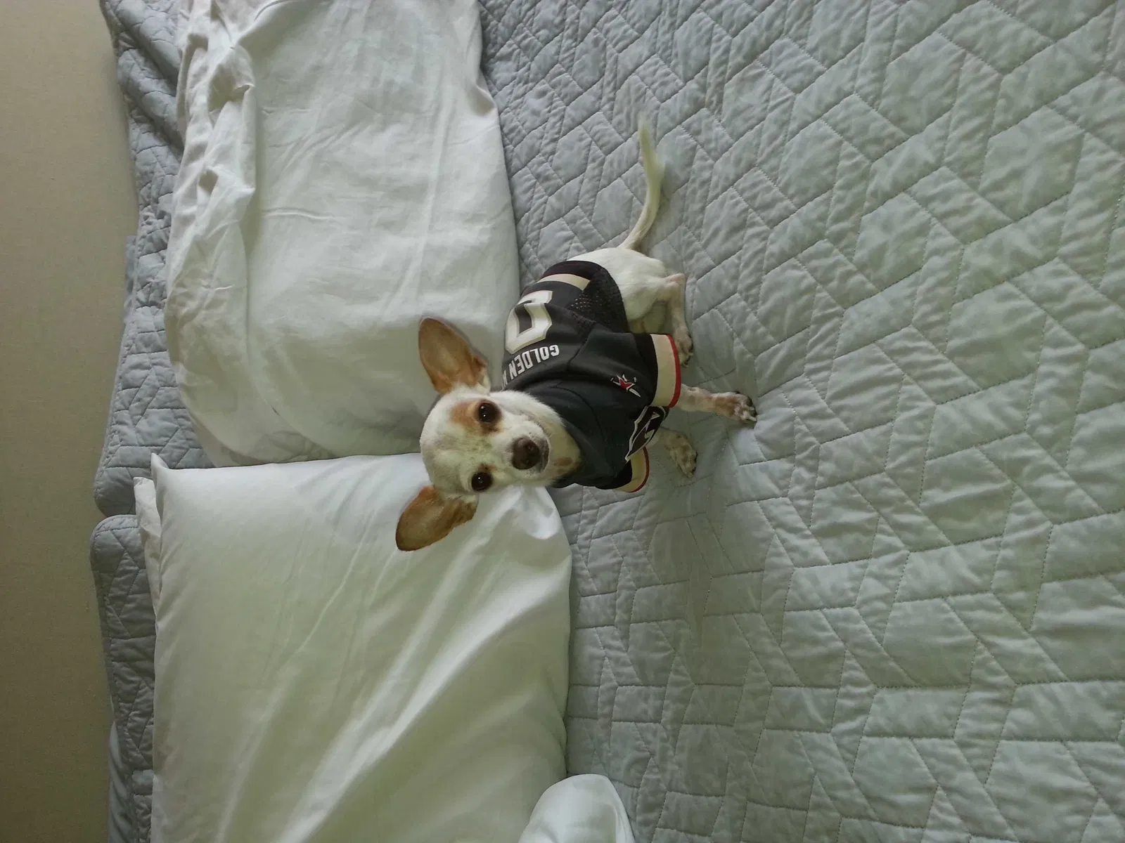Lost dog in Las Vegas, NV, 89134