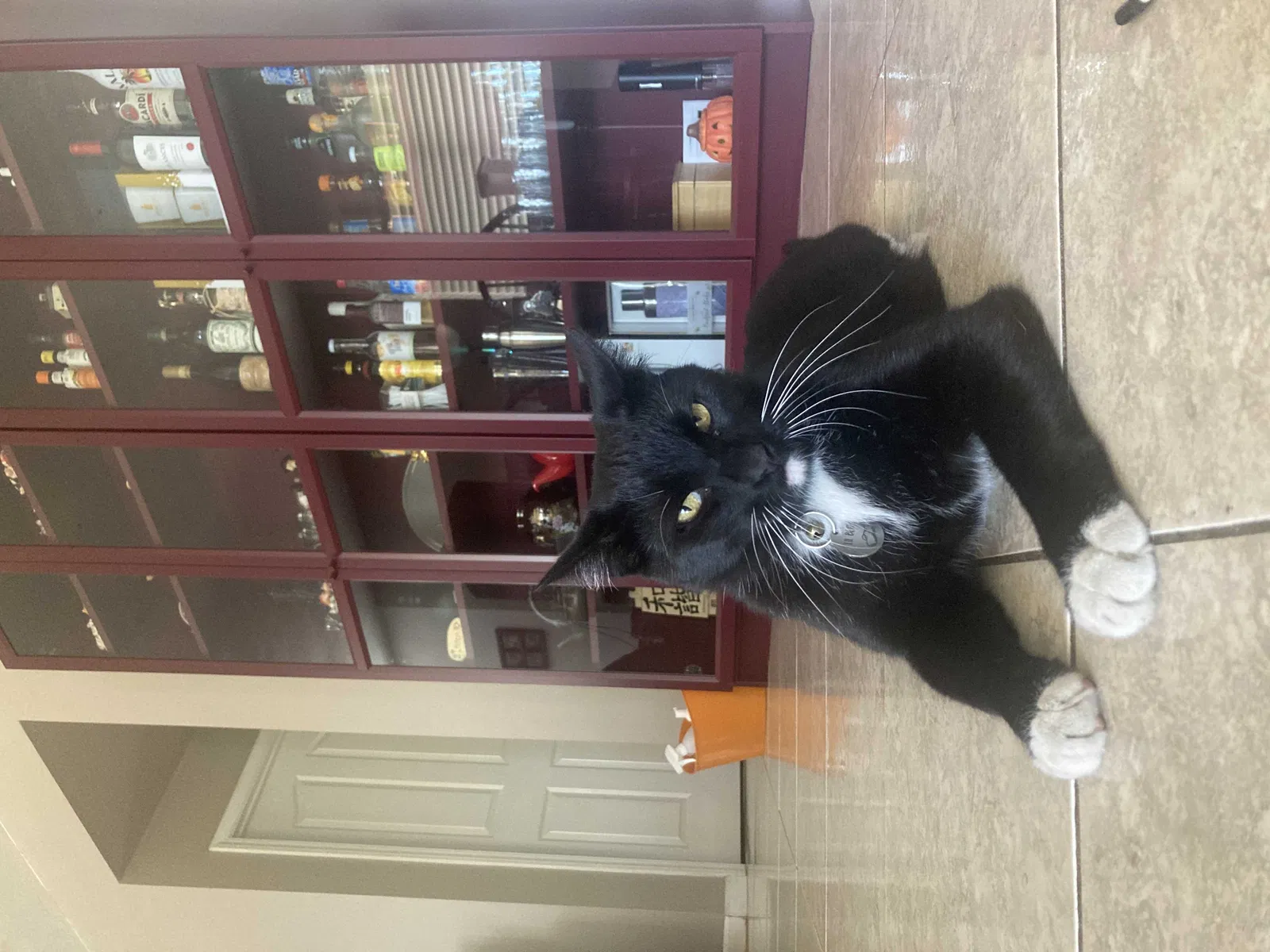 Lost cat in Salida, CA, 95368