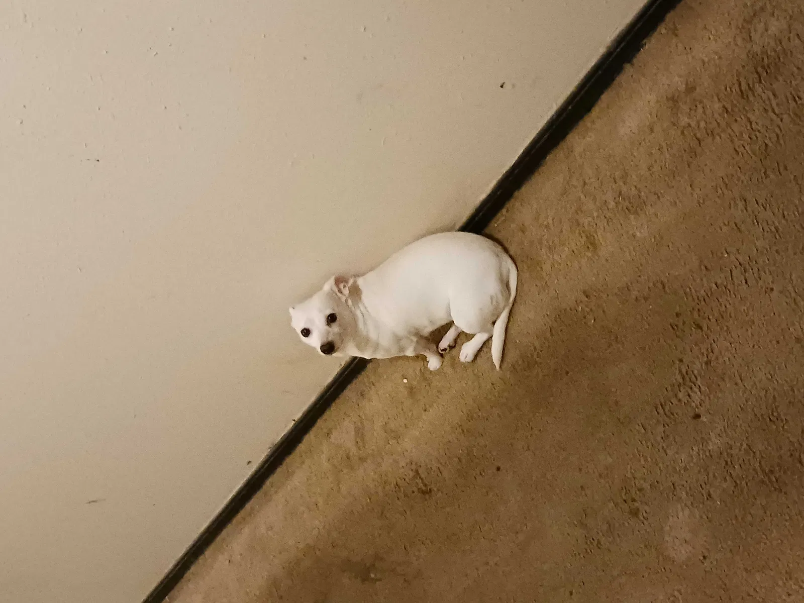 Lost dog in Bethany, OK, 73008