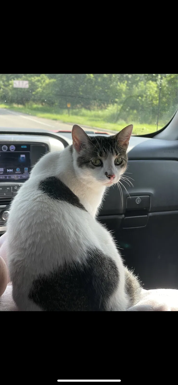Lost cat in Anoka, MN, 55303