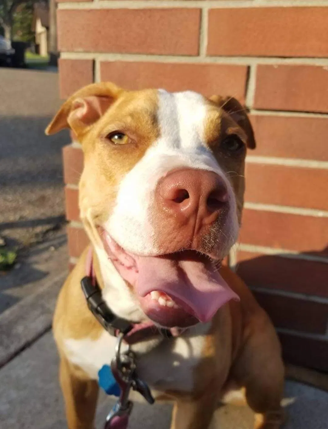 Lost dog in Mcallen, TX, 78504