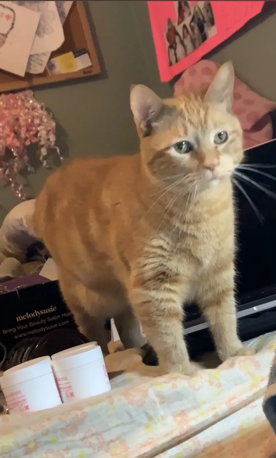 Lost cat in Burton, MI, 48509