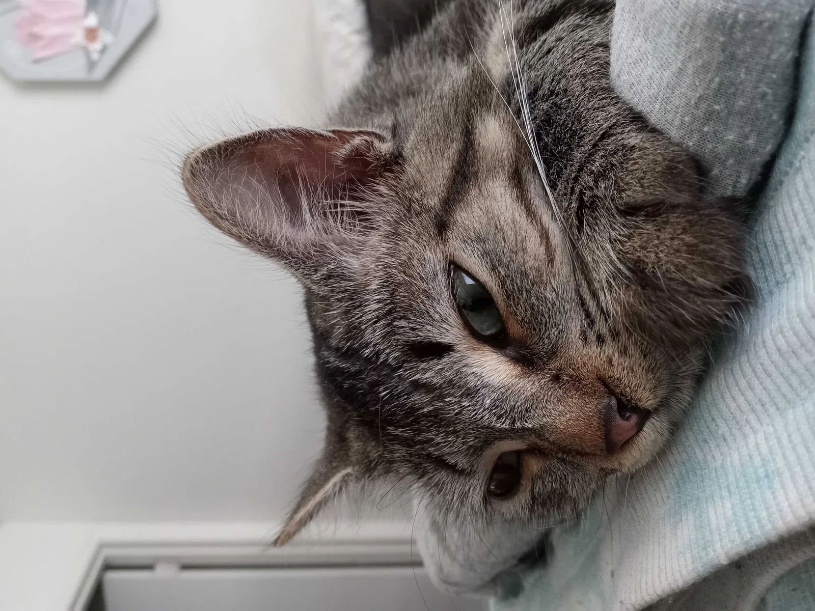 Lost cat in Jacksonville, FL, 32218
