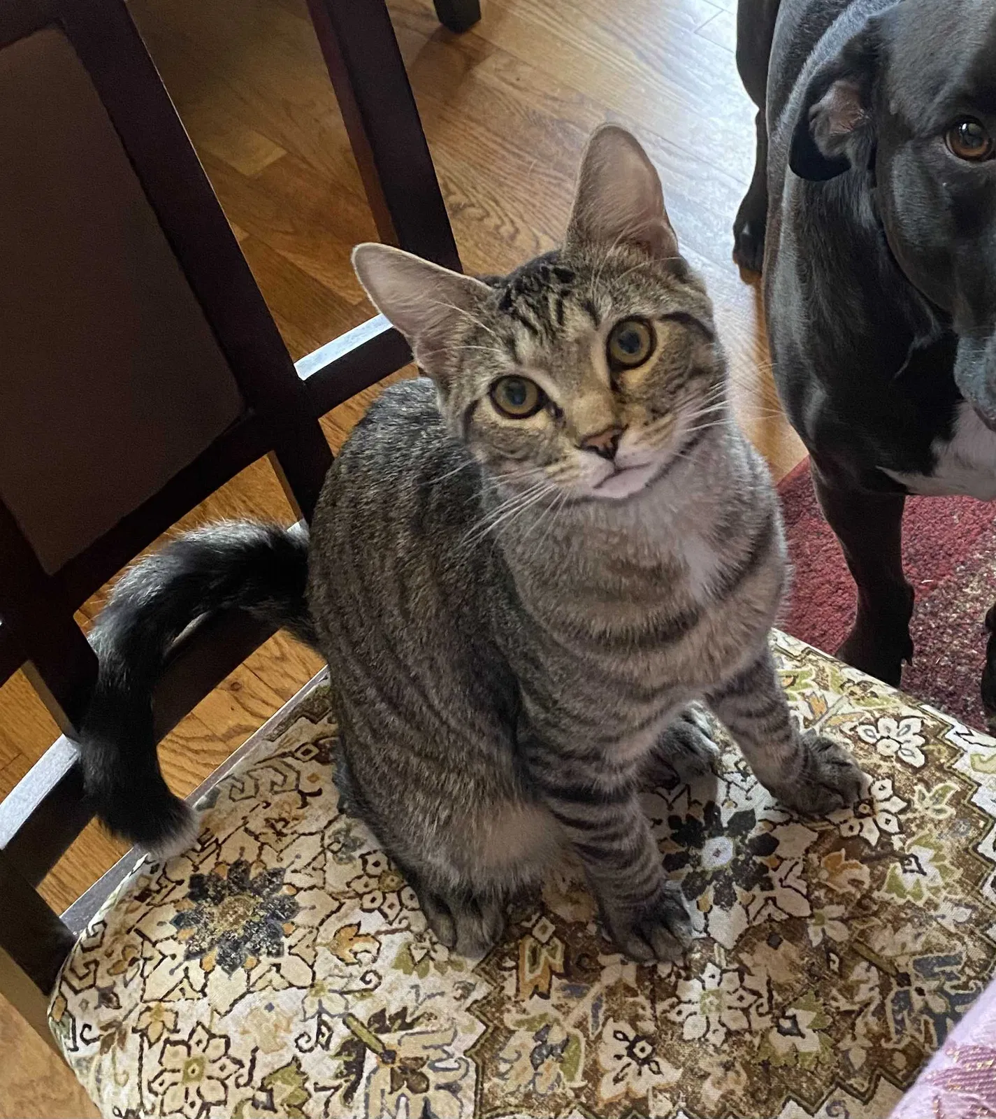 Lost cat in Dundalk, MD, 21222