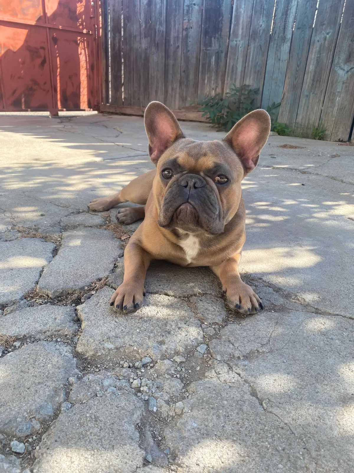 Lost dog in Los Angeles, CA, 90033